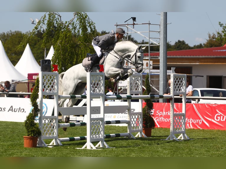 GREY TOP Hanoverian Stallion Grey in Adelheidsdorf