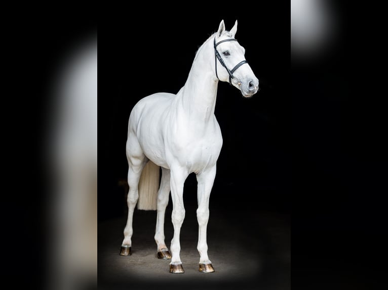 GREY TOP Hanoverian Stallion Grey in Adelheidsdorf