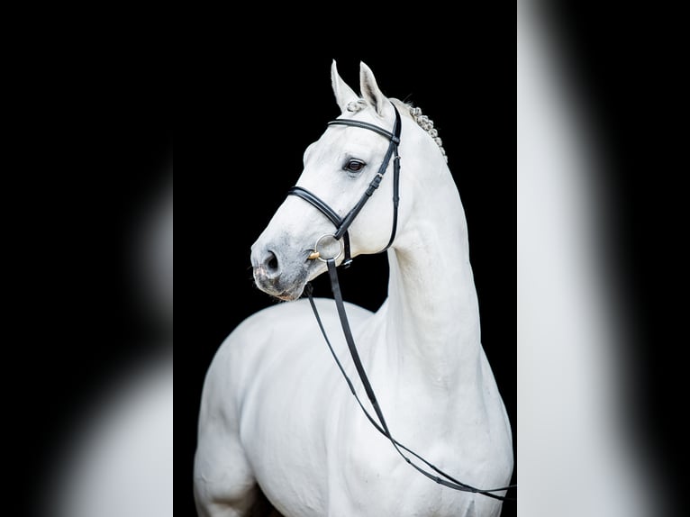 GREY TOP Hanoverian Stallion Grey in Adelheidsdorf