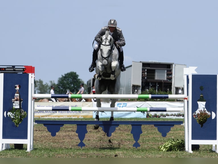 GREY TOP Hanoverian Stallion Grey in Adelheidsdorf