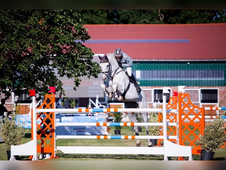 GREY TOP Hanoverian Stallion Grey in Adelheidsdorf