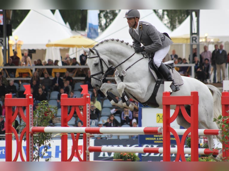 GREY TOP Hanoverian Stallion Grey in Adelheidsdorf