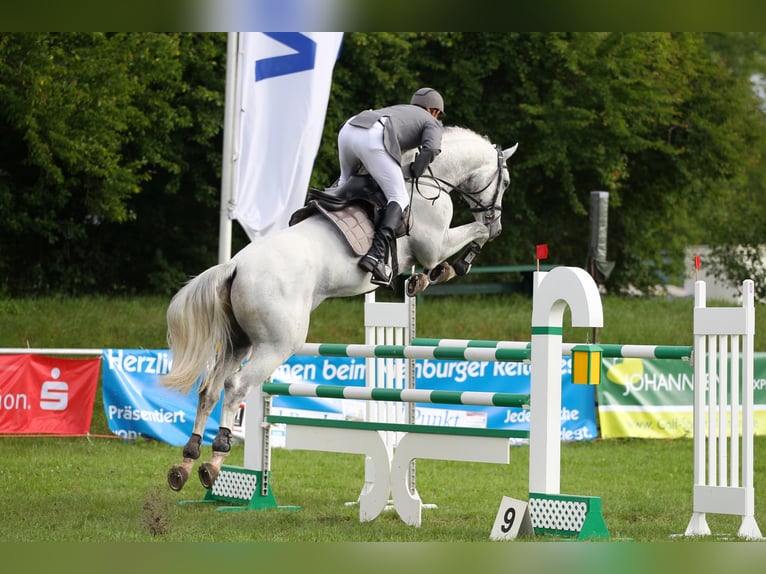 GREY TOP Hanoverian Stallion Grey in Adelheidsdorf