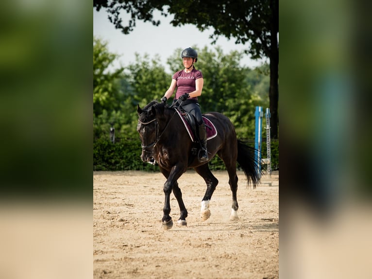 Groninger Castrone 18 Anni 167 cm Baio in Ahaus