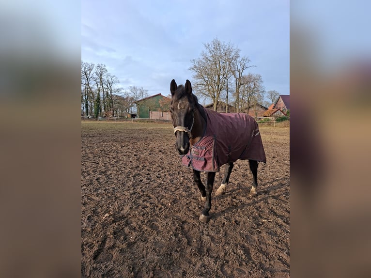 Groninger Castrone 18 Anni 167 cm Baio in Ahaus