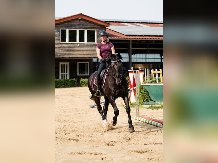 Groninger Castrone 18 Anni 167 cm Baio in Ahaus