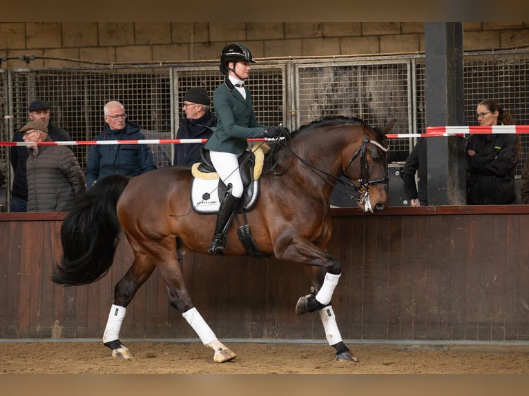 Groninger Étalon 7 Ans 170 cm Bai in Grolloo