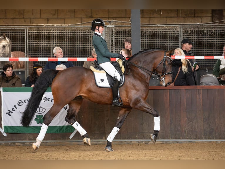 Groninger Étalon 7 Ans 170 cm Bai in Grolloo