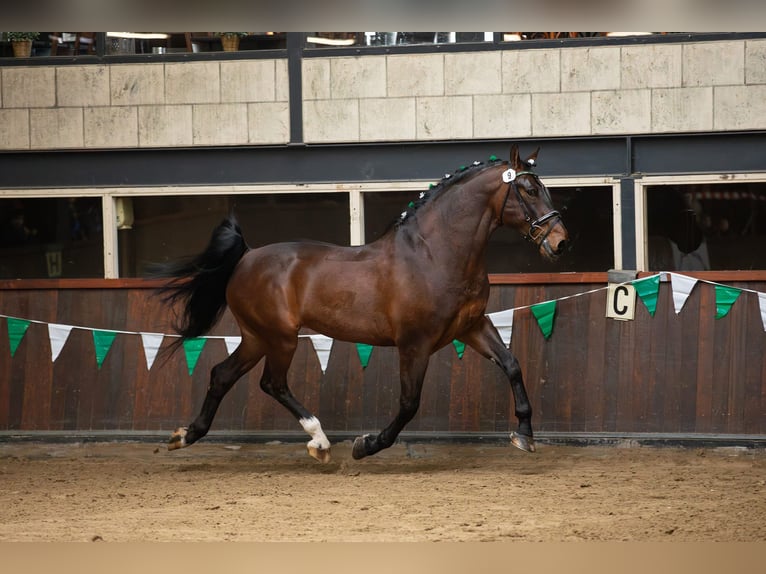 Groninger Étalon 7 Ans 170 cm Bai in Grolloo