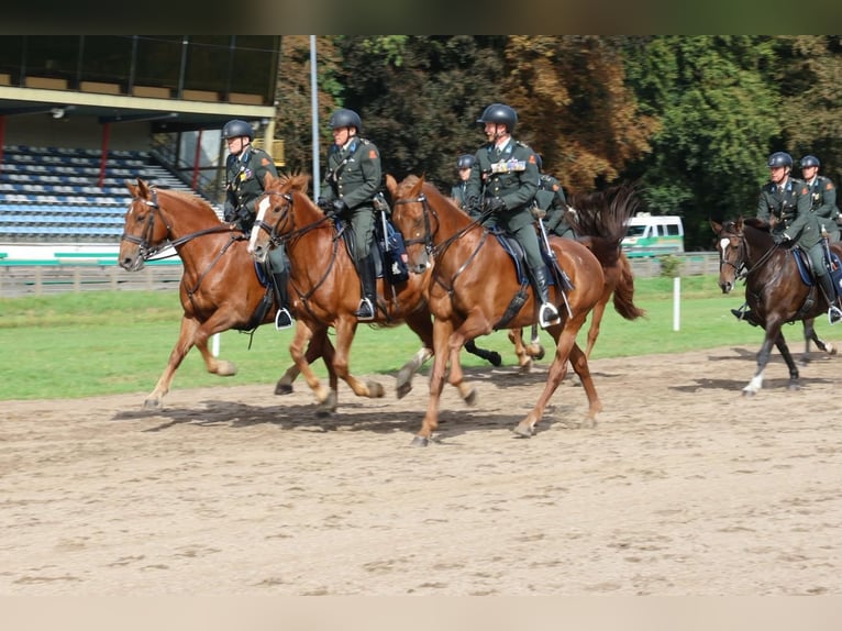 Groninger Gelding 10 years 17 hh Chestnut-Red in Nieuwe Pekela
