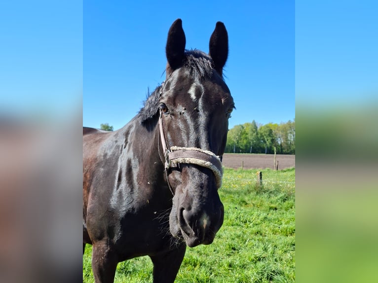 Groninger Gelding 18 years 16.1 hh Brown in Ahaus