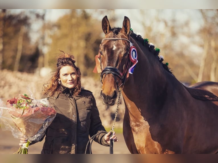 Groninger Hengst 7 Jaar 170 cm Bruin in Grolloo