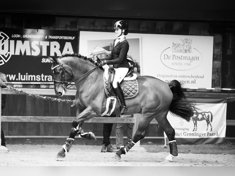 Groninger Hengst 7 Jaar 170 cm Bruin in Grolloo