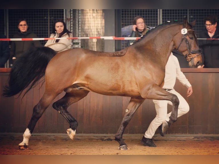 Groninger Hengst 7 Jaar 170 cm Bruin in Grolloo