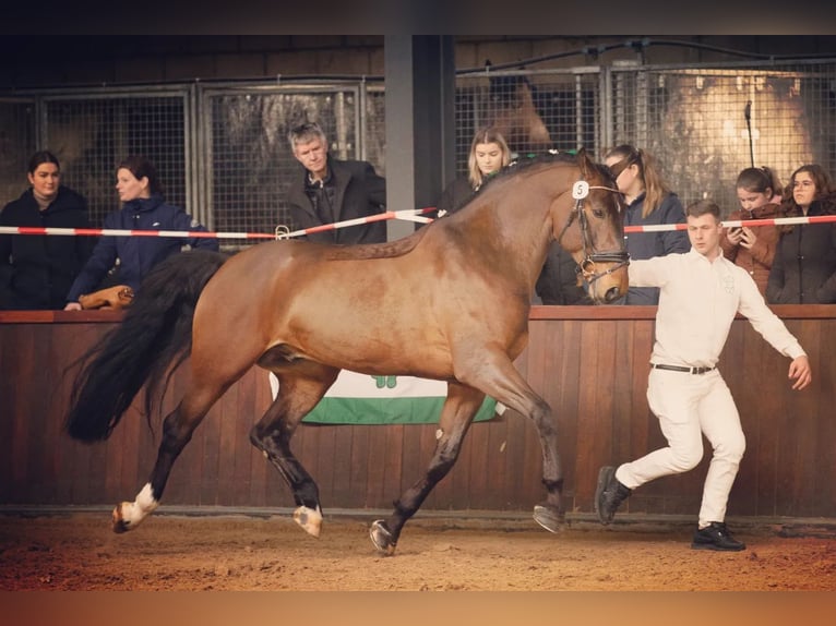 Groninger Hengst 7 Jaar 170 cm Bruin in Grolloo