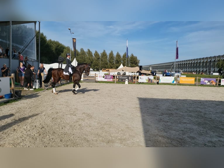 Groninger Hengst 7 Jaar 170 cm Bruin in Grolloo