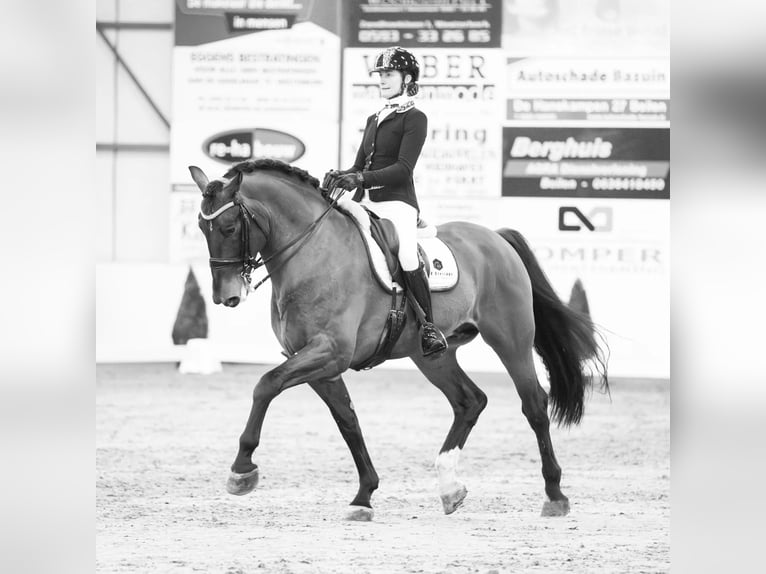 Groninger Hengst 7 Jaar 170 cm Bruin in Grolloo