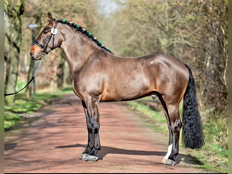 Groninger Hengst 7 Jaar 170 cm Bruin in Grolloo