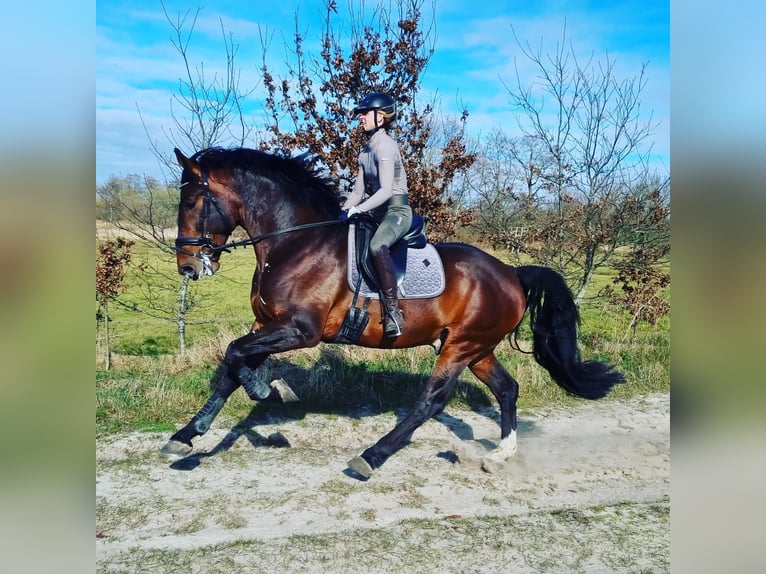 Groninger Hengst 7 Jaar 170 cm Bruin in Grolloo