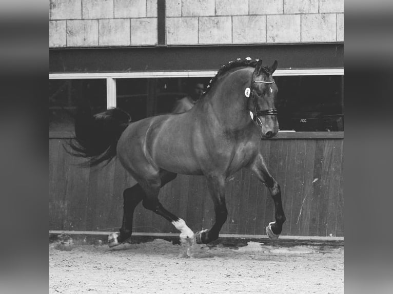 Groninger Hengst 7 Jaar 170 cm Bruin in Grolloo