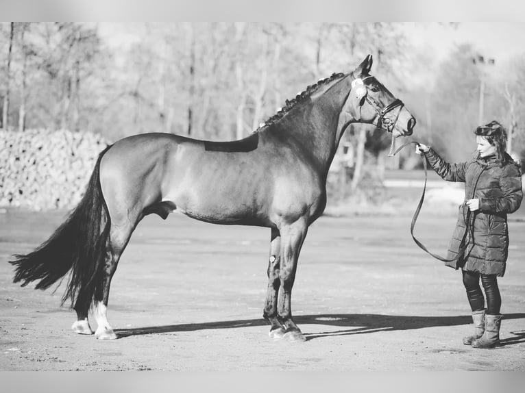 Groninger Hengst 7 Jaar 170 cm Bruin in Grolloo