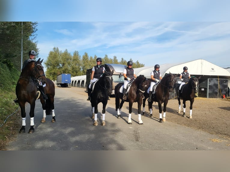 Groninger Hengst 7 Jaar 170 cm Bruin in Grolloo