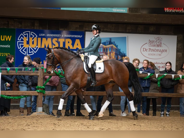 Groninger Hengst 7 Jaar 170 cm Bruin in Grolloo