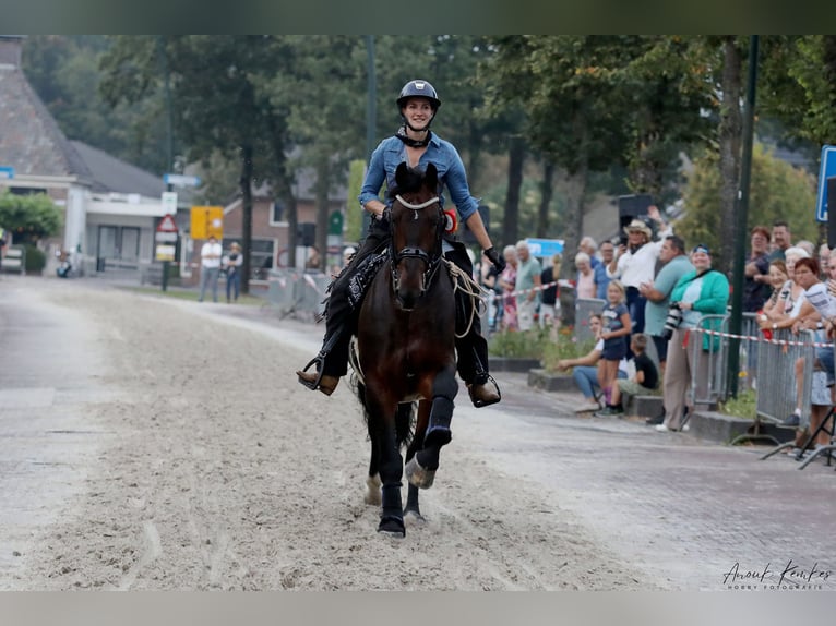 Groninger Hengst 7 Jaar 170 cm Bruin in Grolloo