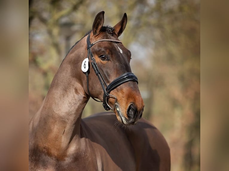 Groninger Hengst 7 Jahre 170 cm Brauner in Grolloo