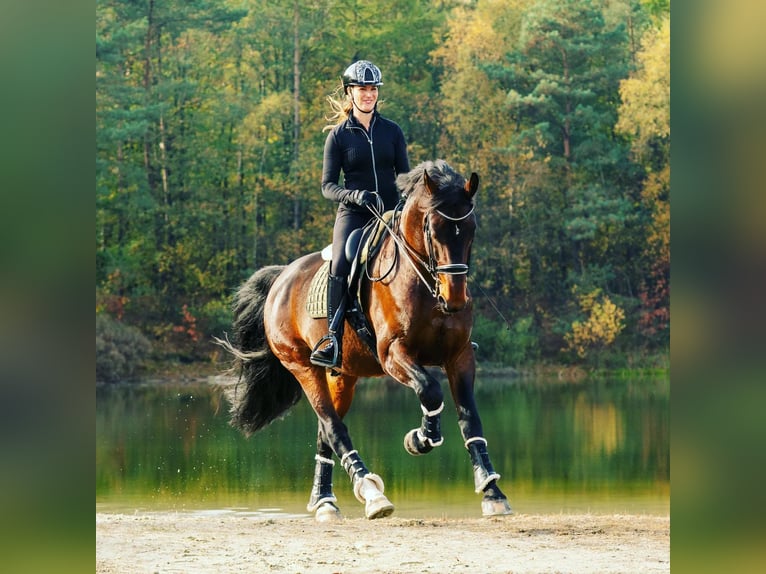 Groninger Hengst 8 Jaar 170 cm in Grolloo