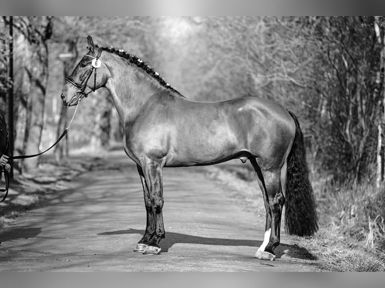 Groninger Hengst 8 Jahre 170 cm Brauner in Grolloo