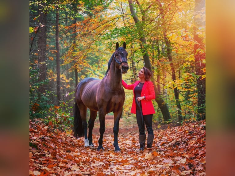 Groninger Hingst 7 år 170 cm Brun in Grolloo