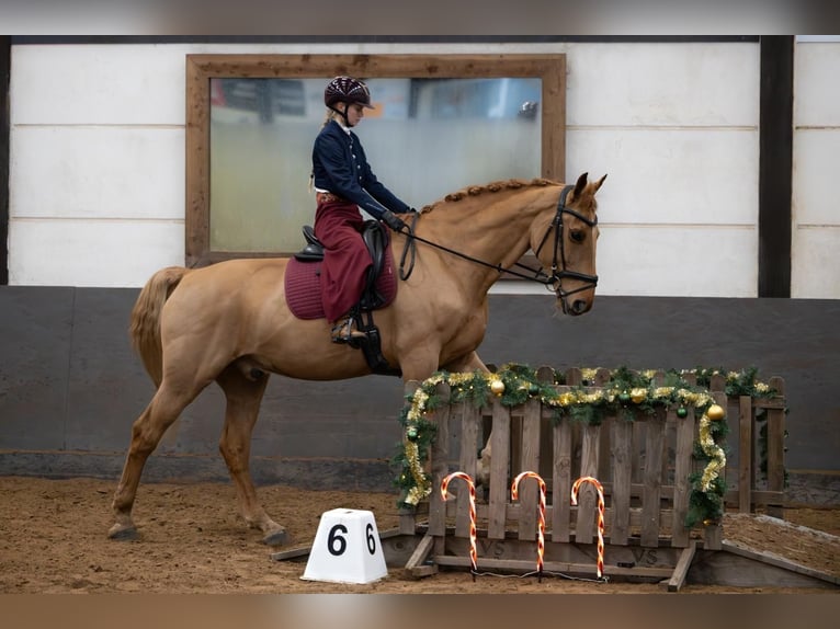 Groninger Hongre 10 Ans 173 cm Alezan in Nieuwe Pekela