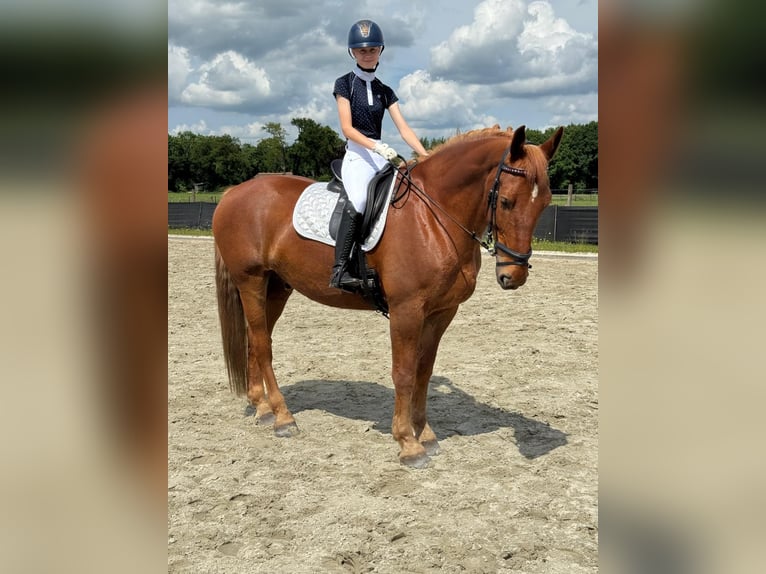 Groninger Hongre 10 Ans 173 cm Alezan in Nieuwe Pekela