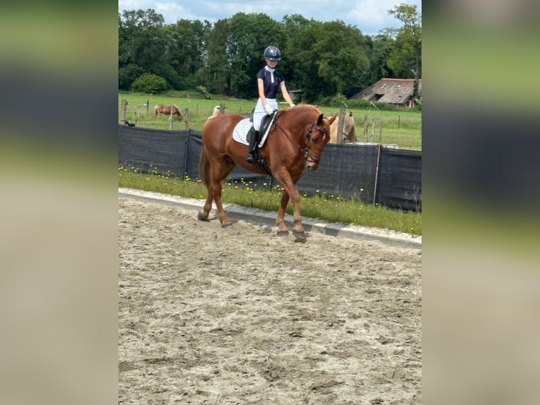 Groninger Hongre 10 Ans 173 cm Alezan in Nieuwe Pekela