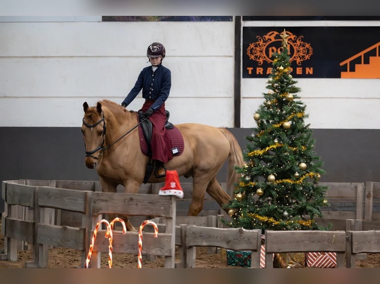 Groninger Hongre 10 Ans 173 cm Alezan in Nieuwe Pekela