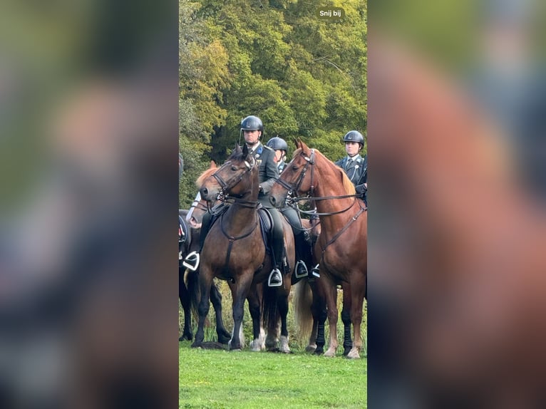 Groninger Hongre 10 Ans 173 cm Alezan in Nieuwe Pekela