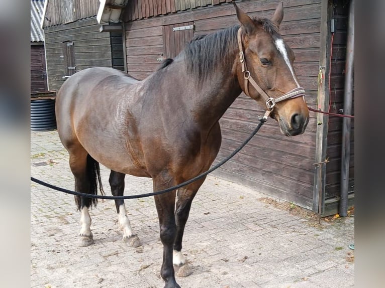 Groninger Mare 9 years 15,3 hh Brown in Alteveer