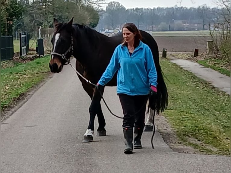 Groninger Mare 9 years 15,3 hh Brown in Alteveer