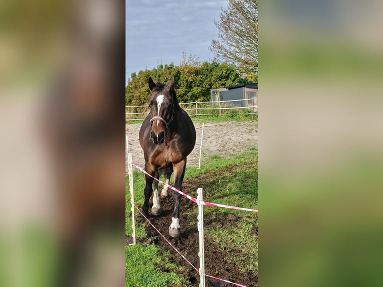 Groninger Mare 9 years 15,3 hh Brown in Alteveer
