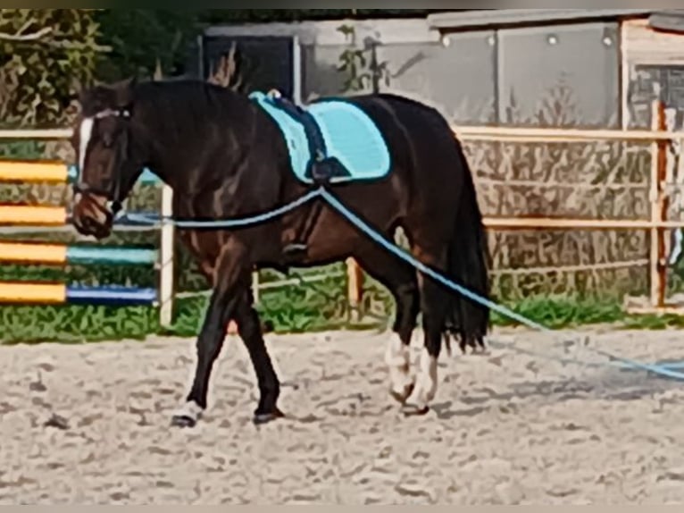 Groninger Mare 9 years 15,3 hh Brown in Alteveer