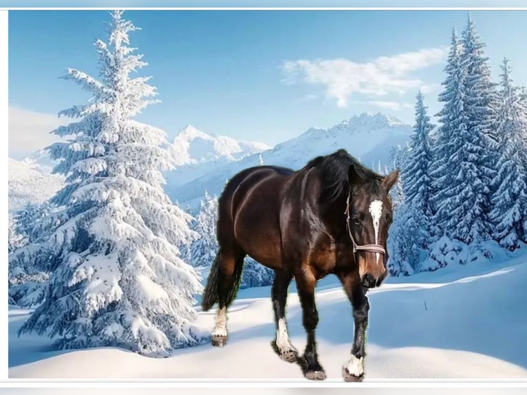 Groninger Mare 9 years 15,3 hh Brown in Alteveer