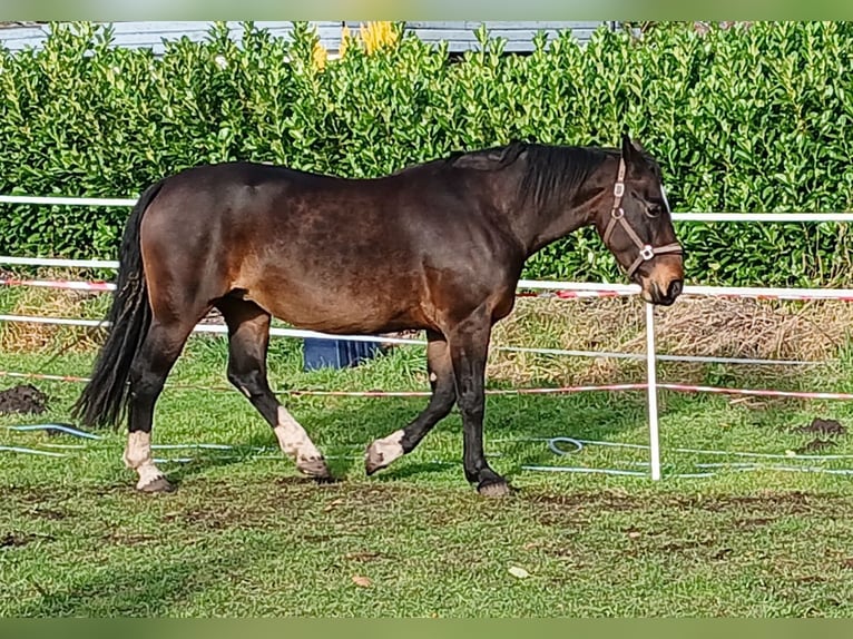Groninger Mare 9 years 15,3 hh Brown in Alteveer