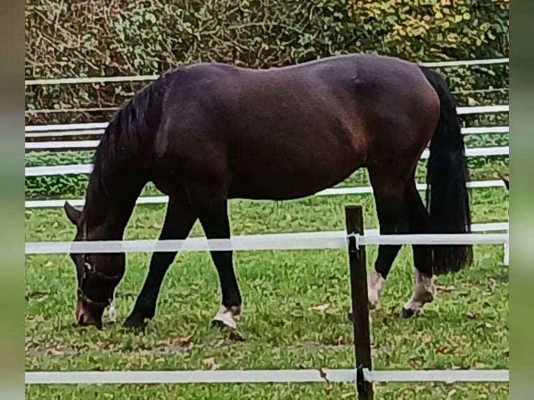 Groninger Mare 9 years 15,3 hh Brown in Alteveer