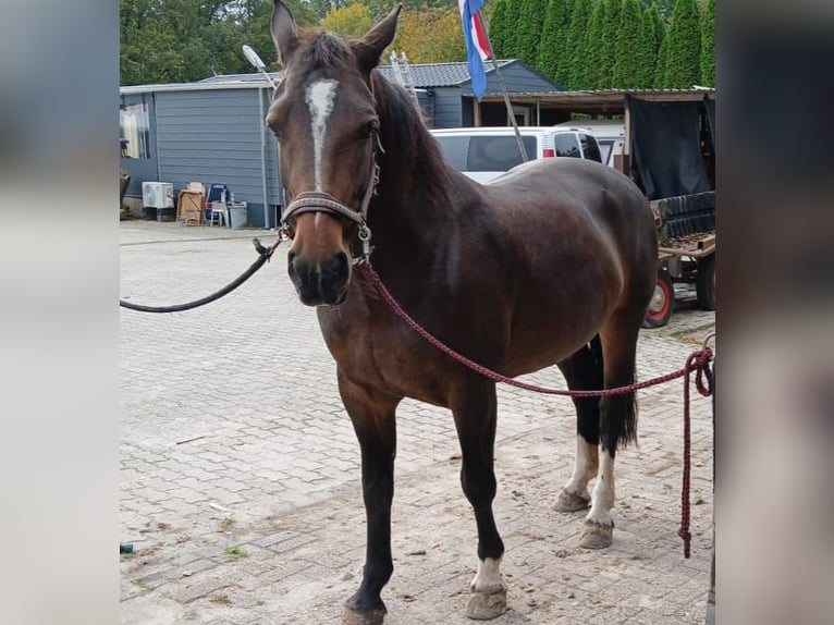 Groninger Mare 9 years 15,3 hh Brown in Alteveer