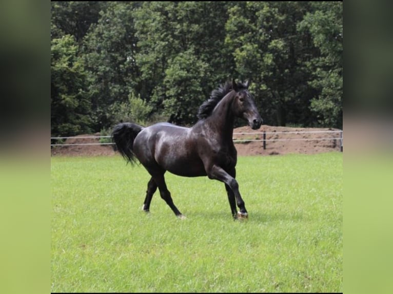 Groninger Ruin 18 Jaar 167 cm Bruin in Ahaus