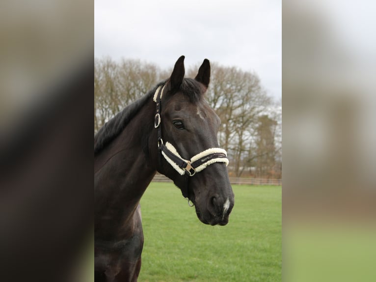 Groninger Ruin 18 Jaar 167 cm Bruin in Ahaus