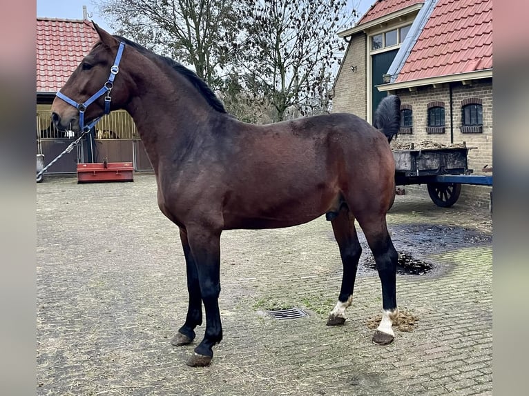 Groninger Stallion 3 years Brown in Oudega