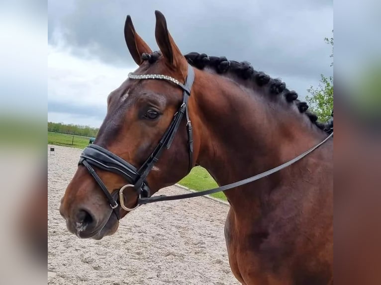 Groninger Stallion 7 years 16,2 hh Brown in Grolloo