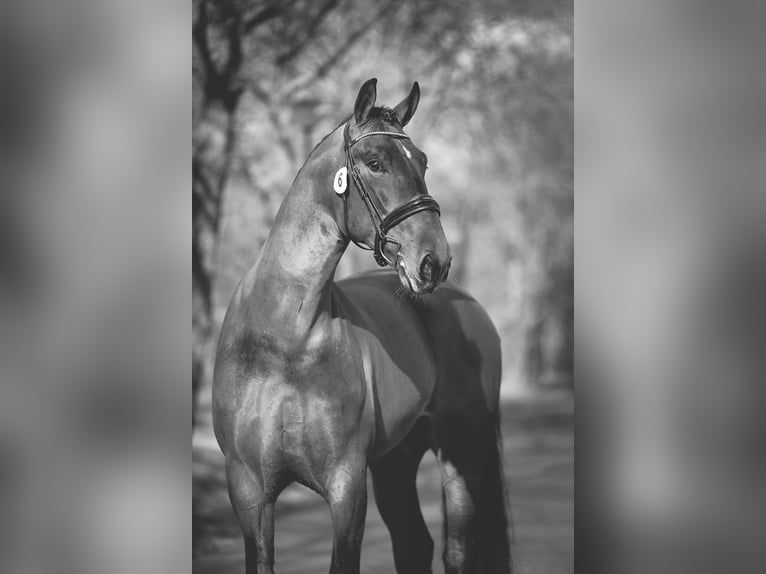 Groninger Stallion 7 years 16,2 hh Brown in Grolloo